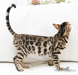 Bengal Mädchen